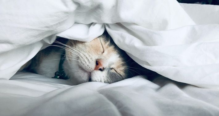 кошка в кровати